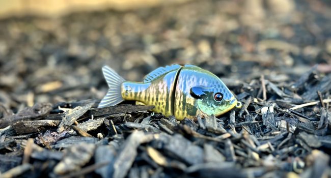 Runt II Bluegill

The Runt II is a 2 piece glide style swimbait. This bait is not a typical glide, therefor it's not available at the moment.

Length: 5.5″
Weight: 2.5oz
Hook Size: 4
Retail: $250